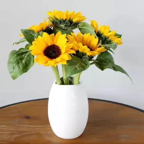 向日葵 商品图0