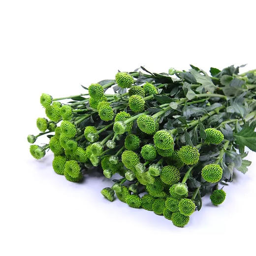 小菊·绿色 商品图0