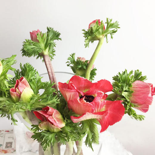 银莲花 商品图1