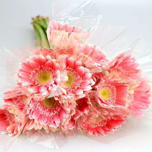 非洲菊·蜜糖 商品图0