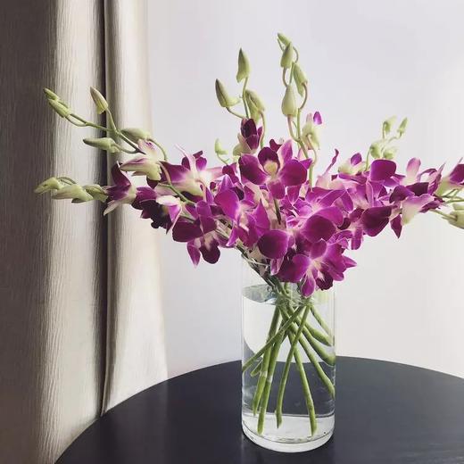 洋兰·紫色 - 花c鲜花供应链