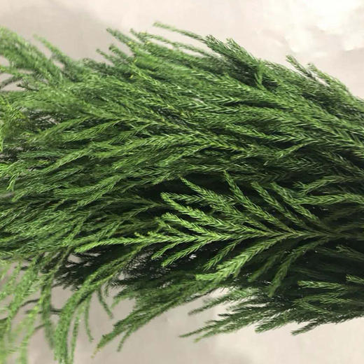 天竺少女 - 花c鲜花供应链