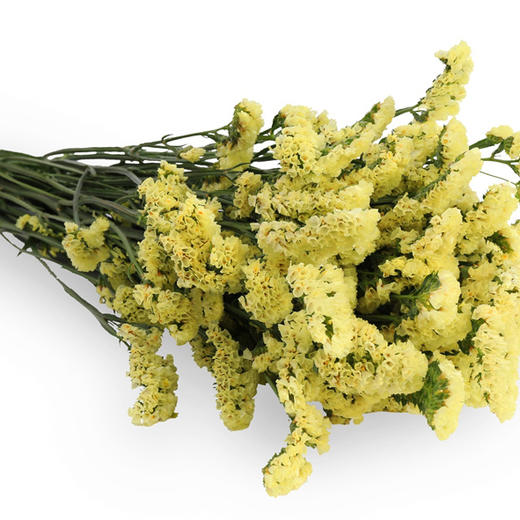 勿忘我·黄色 商品图0