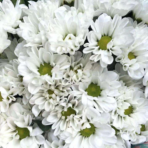 小菊·绿心白 商品图0