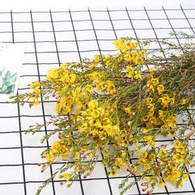 腊梅【中花】·黄色