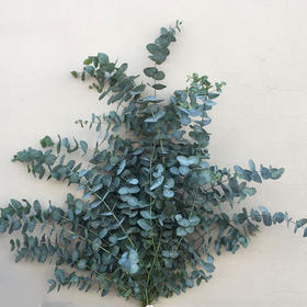 徽上云花--尤加利叶·大叶多枝