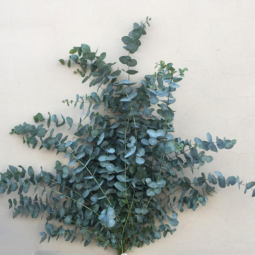 徽上云花--尤加利叶·大叶多枝 商品图0