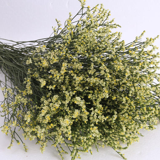 水晶草·黄色 商品图0