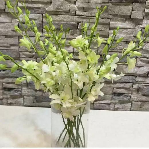 洋兰·白色 商品图0