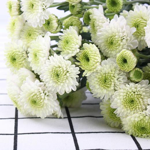 小菊·灯笼 商品图0