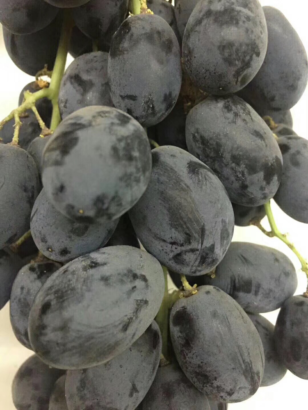 推荐澳洲蓝宝石无籽黑提果子新鲜硬度好果粉完全包裹脆甜可口黑皮里还