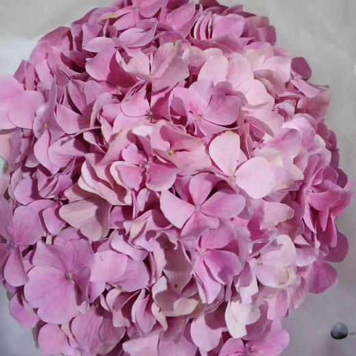 绣球·深粉色 商品图0