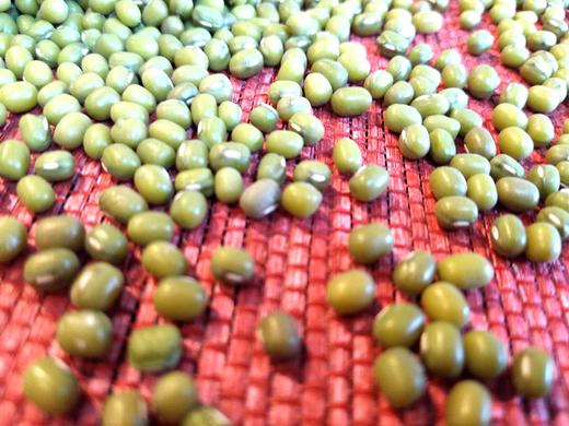 【内蒙小绿豆】【五星推荐】老品种， 发芽率高， 自然食材，2瓶起发 商品图4