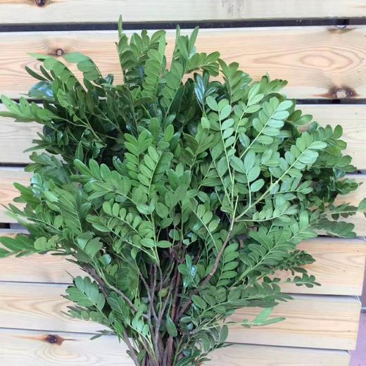 清香木 商品图0