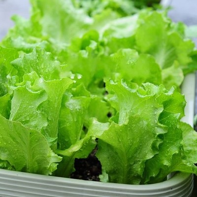 正宗玻璃翠优质意大利非普通生菜蔬菜