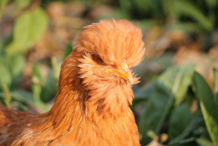 北京油鸡小公鸡顺丰生鲜包邮带言