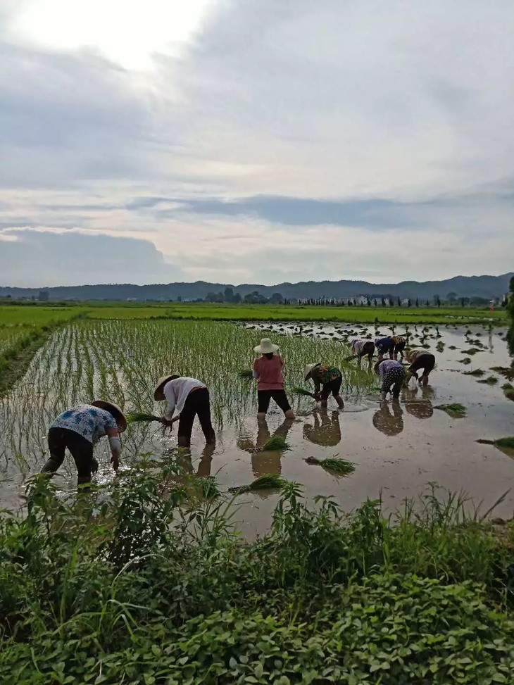 插秧時農民會保證水稻的種植行間距,讓水稻吸收更充足的日照