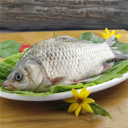 千岛湖野生鲫鱼鲜活鲫鱼土鲫鱼活鱼新鲜炖汤产妇月子汤下奶汤500g