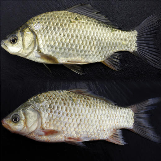 千岛湖野生鲫鱼鲜活鲫鱼土鲫鱼活鱼新鲜炖汤产妇月子汤下奶汤500g