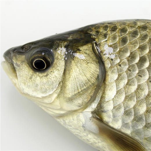 千岛湖野生鲫鱼鲜活鲫鱼土鲫鱼活鱼新鲜炖汤产妇月子汤下奶汤500g