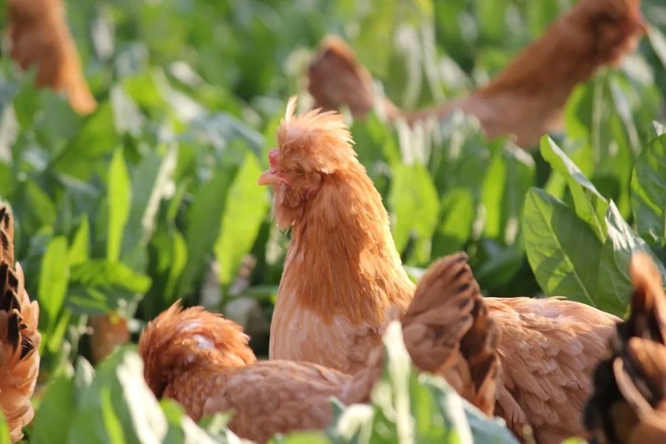 北京油鸡小公鸡顺丰生鲜包邮带言