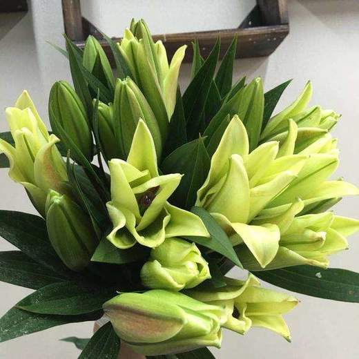 黄天霸百合10棵多头赠送花瓶1个团购价59元