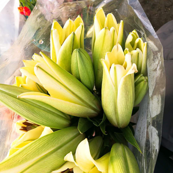 黄天霸百合10棵多头赠送花瓶1个团购价59元