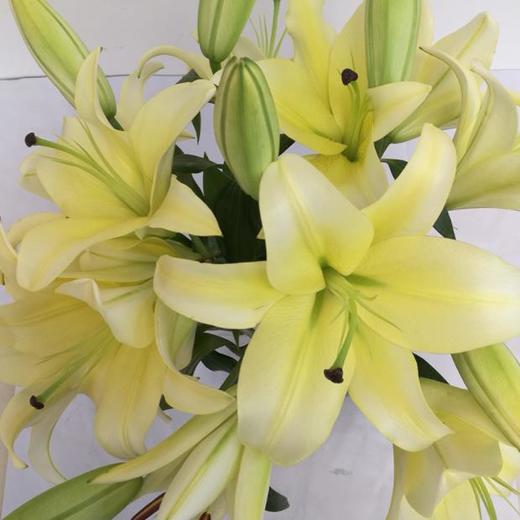 黄天霸百合10棵多头赠送花瓶1个团购价59元