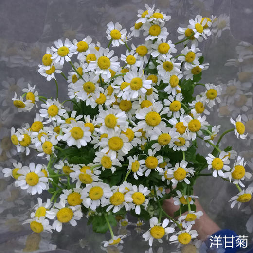 配花配草洋甘菊小雏菊10支 商品图2