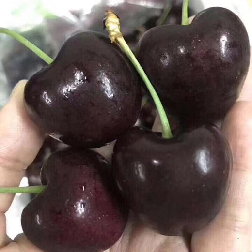 智利车厘子santinajjjpd果子炒鸡硬小石头一样口感甜杆子碧绿脆甜多汁