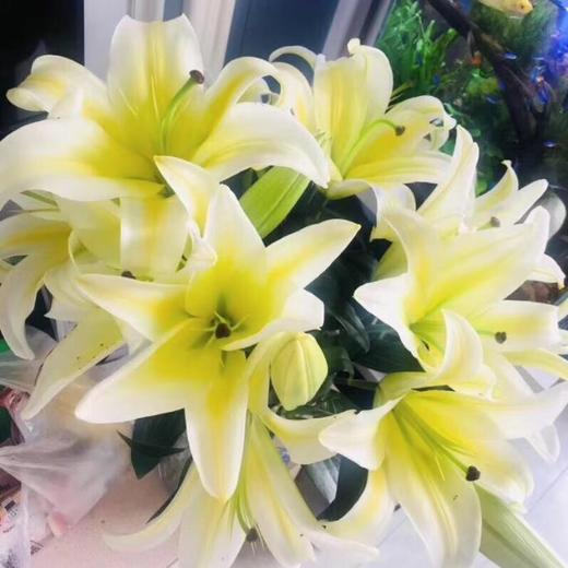 黄天霸百合10棵多头赠送花瓶1个团购价59元