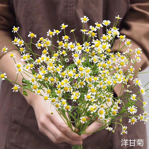 配花配草洋甘菊小雏菊10支 商品图1