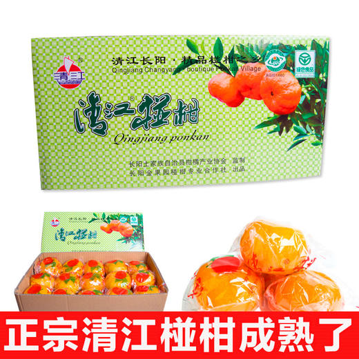 清江椪柑荣获口感优等产地货源特级超特级椪柑 商品图2