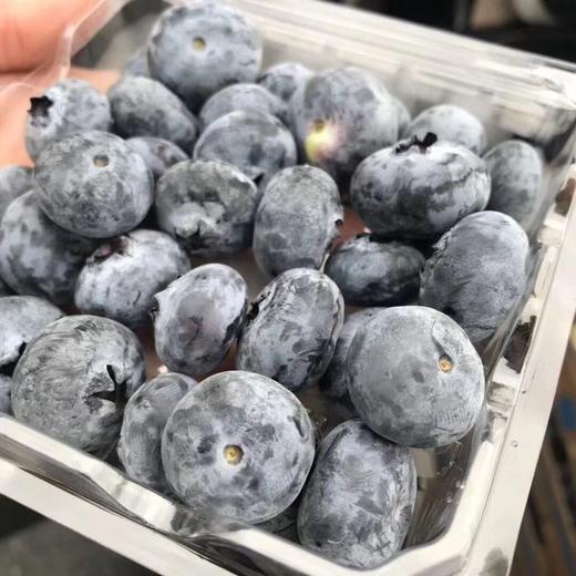 限量款  怡颗莓的稀有蓝莓王【预定 发货 】 商品图0