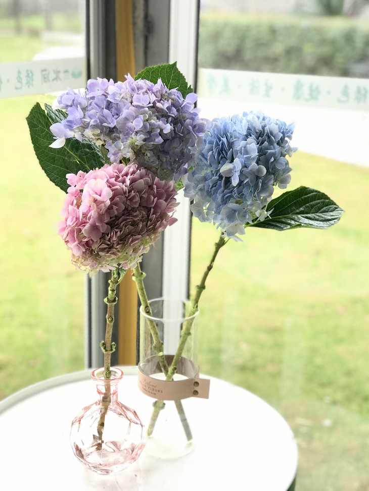 瓶插花混色绣球