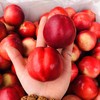 精品油桃 一箱4斤 商品缩略图0