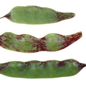 【新鲜】蔬菜油豆角约500g/份