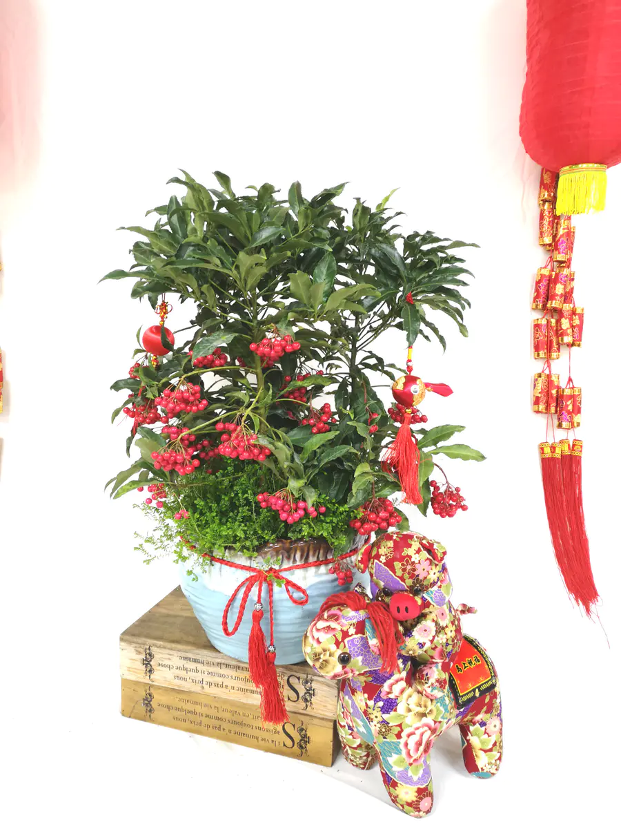 年宵花卉— 富贵籽