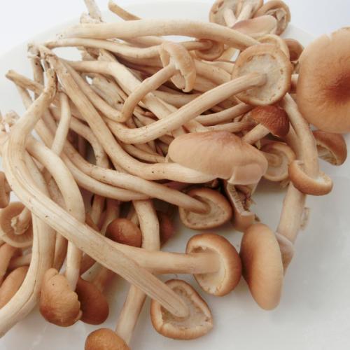 新鲜茶树菇约300克