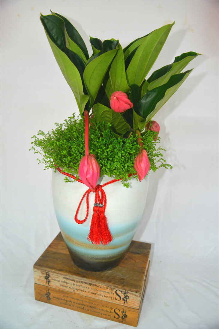 年宵花系列—宝莲花