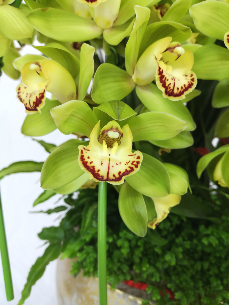 大花蕙兰世界和平