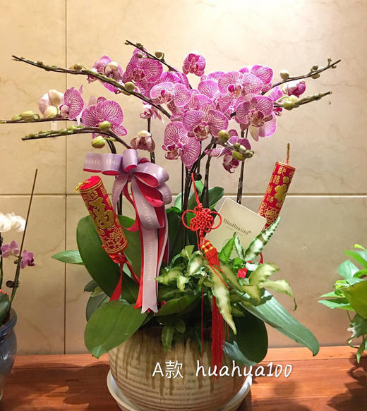 6株蝴蝶兰组盆 商品图0