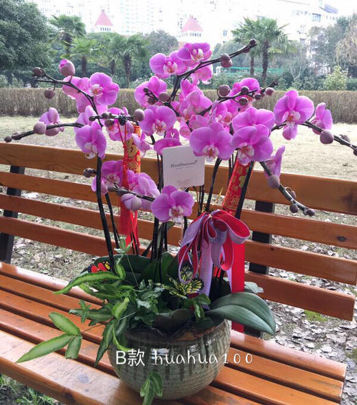 6株蝴蝶兰组盆 商品图1