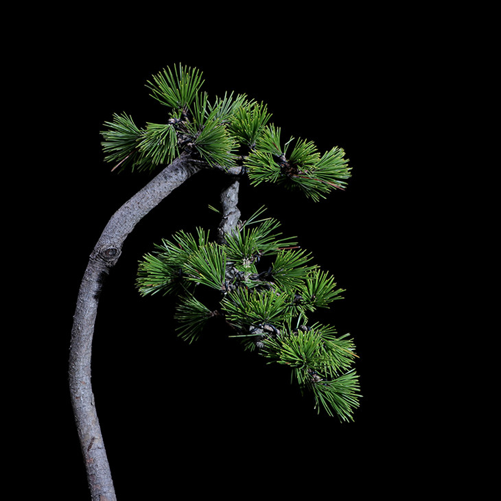 植觉孤品文人松黑松桌面书房盆景孤品黑松