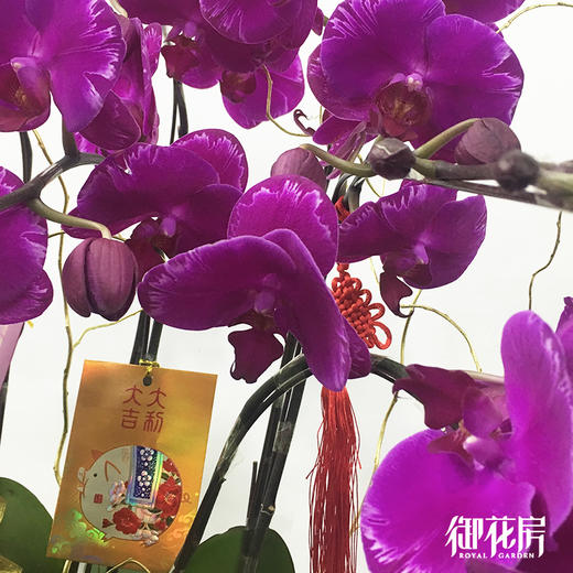 十全十美 · 年花盆栽（含花盆） 商品图1