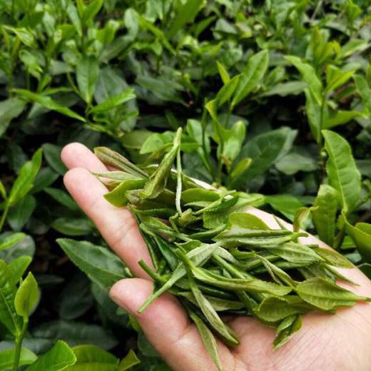 明明甄选 珠兰花雅韵红茶 商品图6