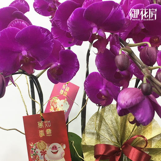 十全十美 · 年花盆栽（含花盆） 商品图2