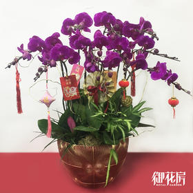 十全十美 · 年花盆栽（含花盆）