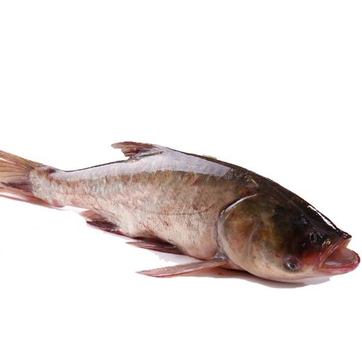 查干湖鱼种类图片图片
