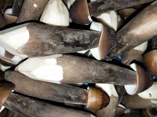 新鲜肥美鸡枞菌150克